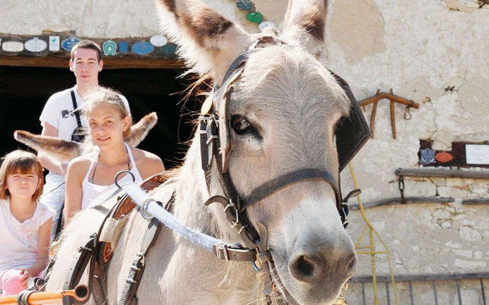 Balade en cal&egrave;che tir&eacute;e par des &acirc;nes